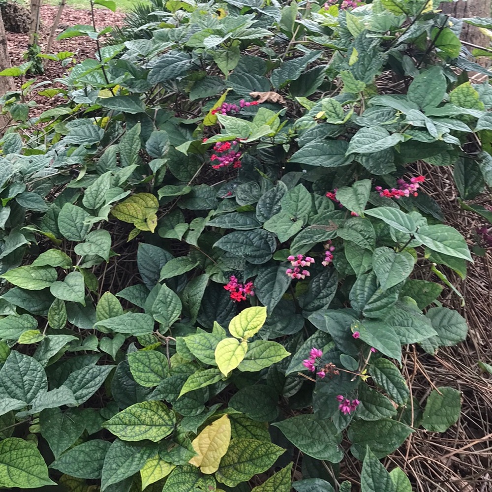 Meet your Posher, Lilly